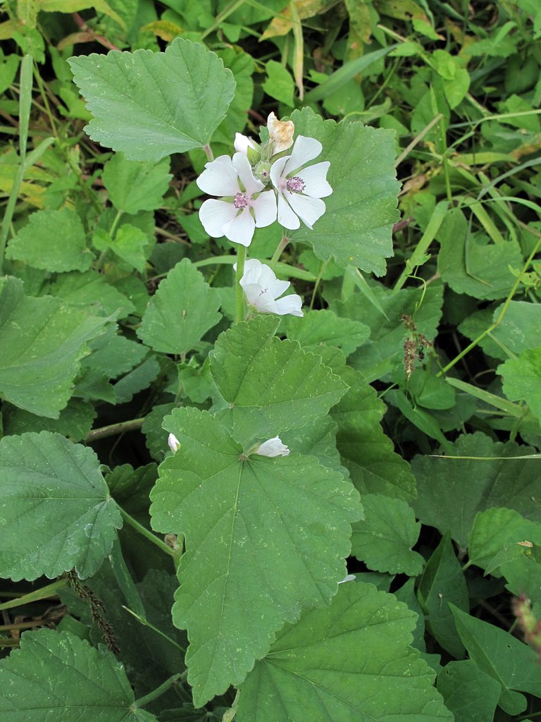 Althaea officinalis Althaea officinalis